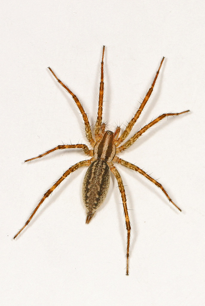The American grass spider, genus Agelenopsis, has many distinctive and unique markings. Watch out for them and their funnel-shaped webs next time youre outside!