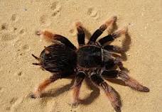 A tarantula spider crawling in the desert sand.