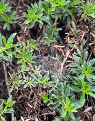 Bushes and shrubs all around California are covered in sheet-like webs that belong to Funnel Web Spiders. Be careful next time you have to remove an object from a bush!