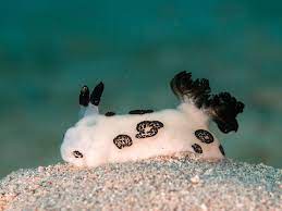 A sea bunny on the ocean floor moving around the floor.