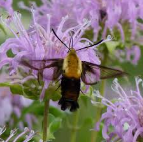 Hemaris Diffinis, the Snowberry Clearwing Moth, lives east of the Continental Divide, ranging from Maine to Florida. It is often confused for a hummingbird or bumblebee at first glance.