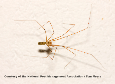 The Cellar Spider has a very small body compared to its spindly legs, with an elongated abdomen.