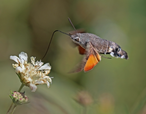 Macroglossum Stellatarum, the Hummingbird Hawk-Moth, drinks nectar from flowers using a long proboscis similar to a hummingbird’s and remains in flight while feeding.