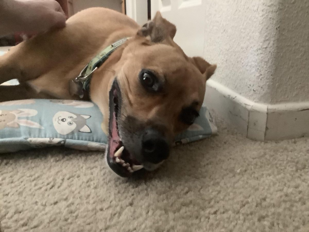 My dog, Optimus, smiling on his bed while getting belly rubs. He's the best.