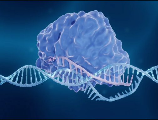 CRISPR nuclease and recognition lobe doing its job