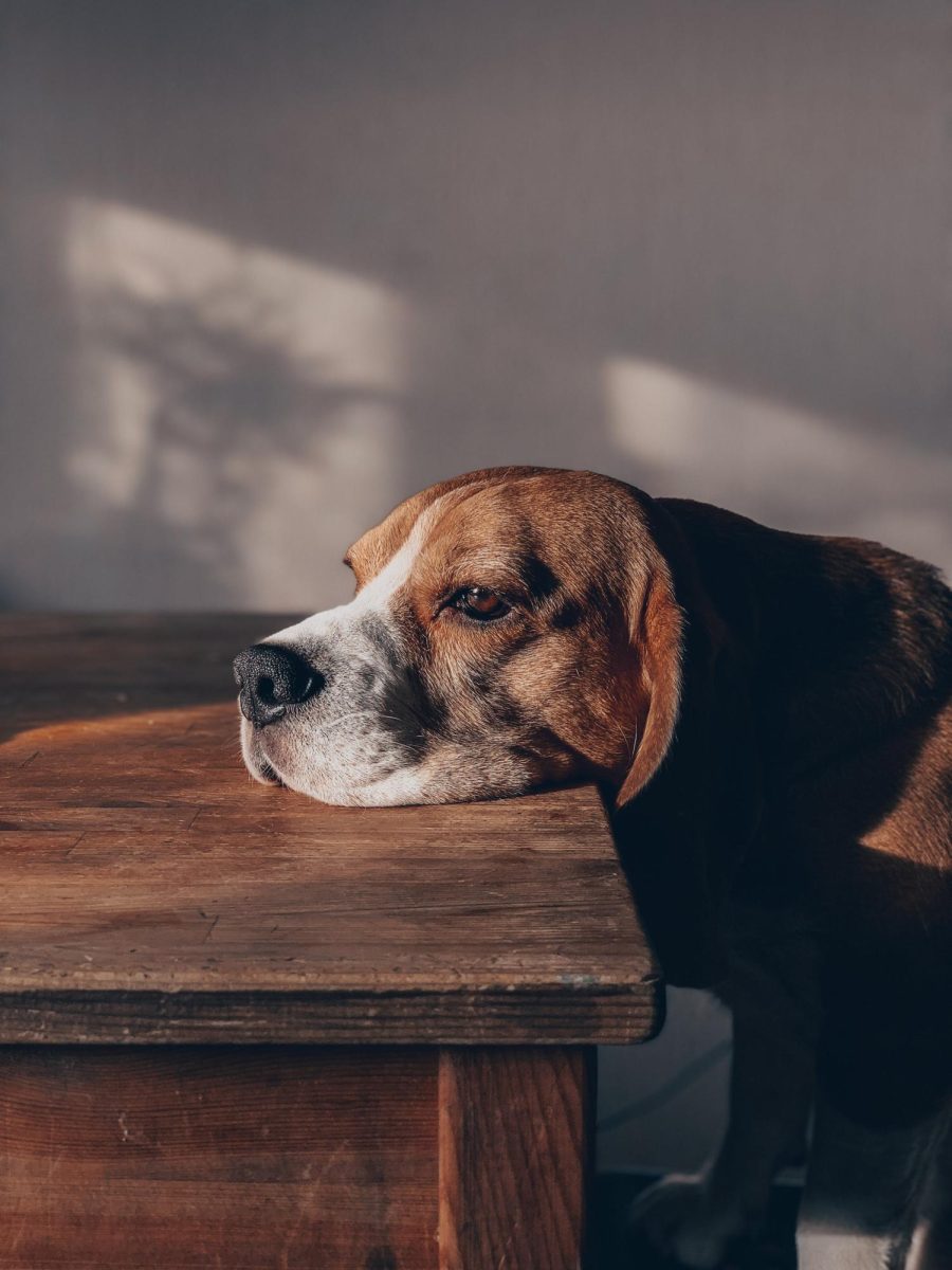 A bored dog resting their head on a table. Pets can get bored or even depressed if their owner doesnt pay attention to them and their needs.