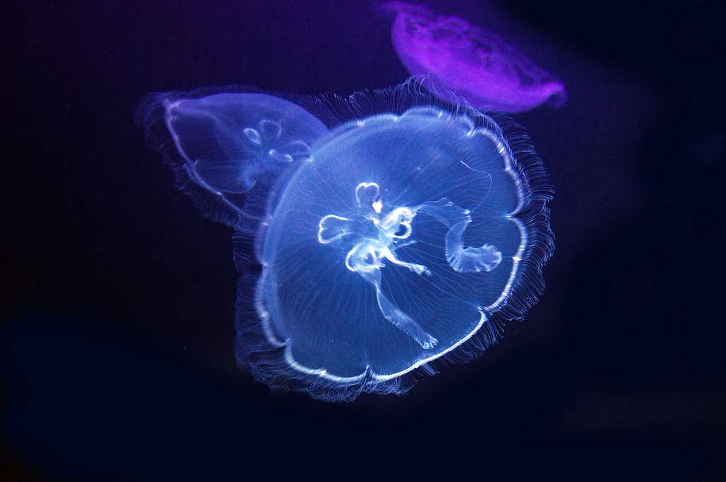 The graceful moon jellyfish are just happy to float around. Their luminescent sacs glow beautifully in the dark ocean blue.