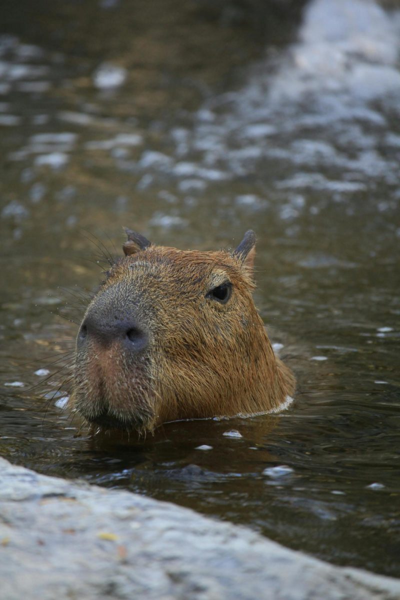 Capybaras enjoy soaking in water and sometimes use it as a way to get away from predators.