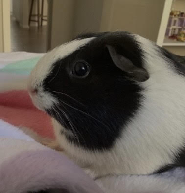 This is Ellie's guinea pig Oreo. She is 4 years old. Ellie had Oreo for 4 years or since 2020. Her favorite food is lettice.