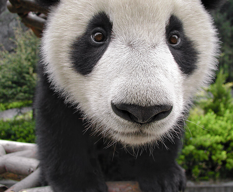 Why Pandas Are Going Extinct The Lasso Why Pandas Are Going Extinct The Lasso