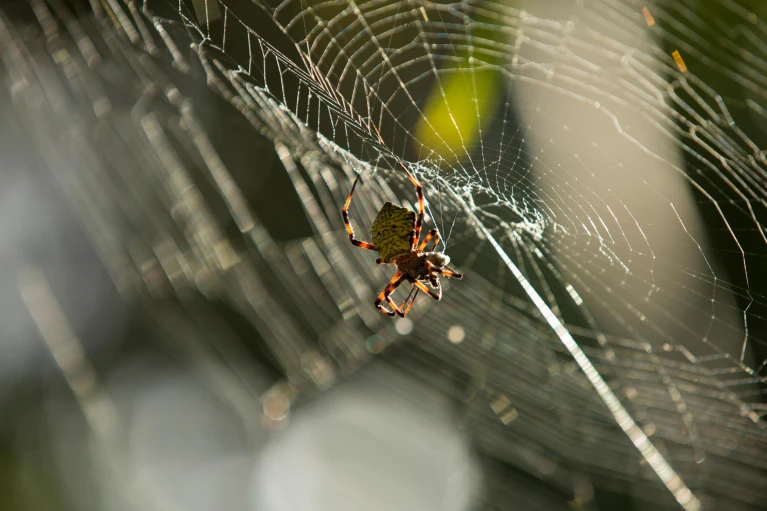 An orb weaver hanging from its sunlit web in Hawaii. The spider is vibrantly colored with many bold patterns. These factors may contribute to peoples fears.