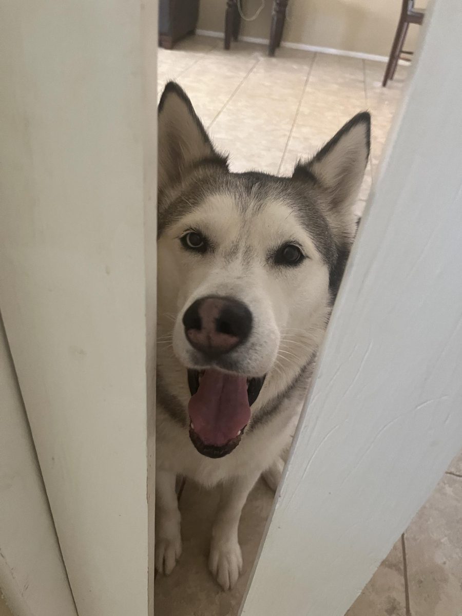 Denali is a girl and she is a Siberian husky and she is very uniqe, and she has hetrochromia that makes her have two diffrent eye colors. She also has white eyelashes. 