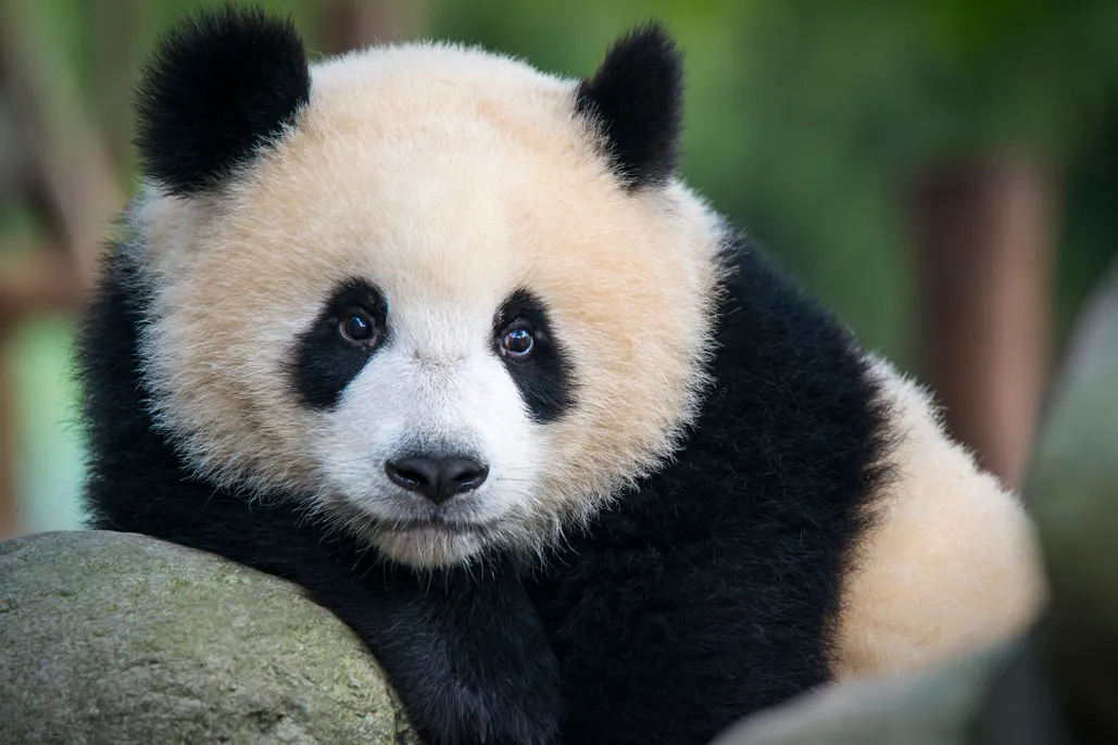 Panda resting in its natural habitat