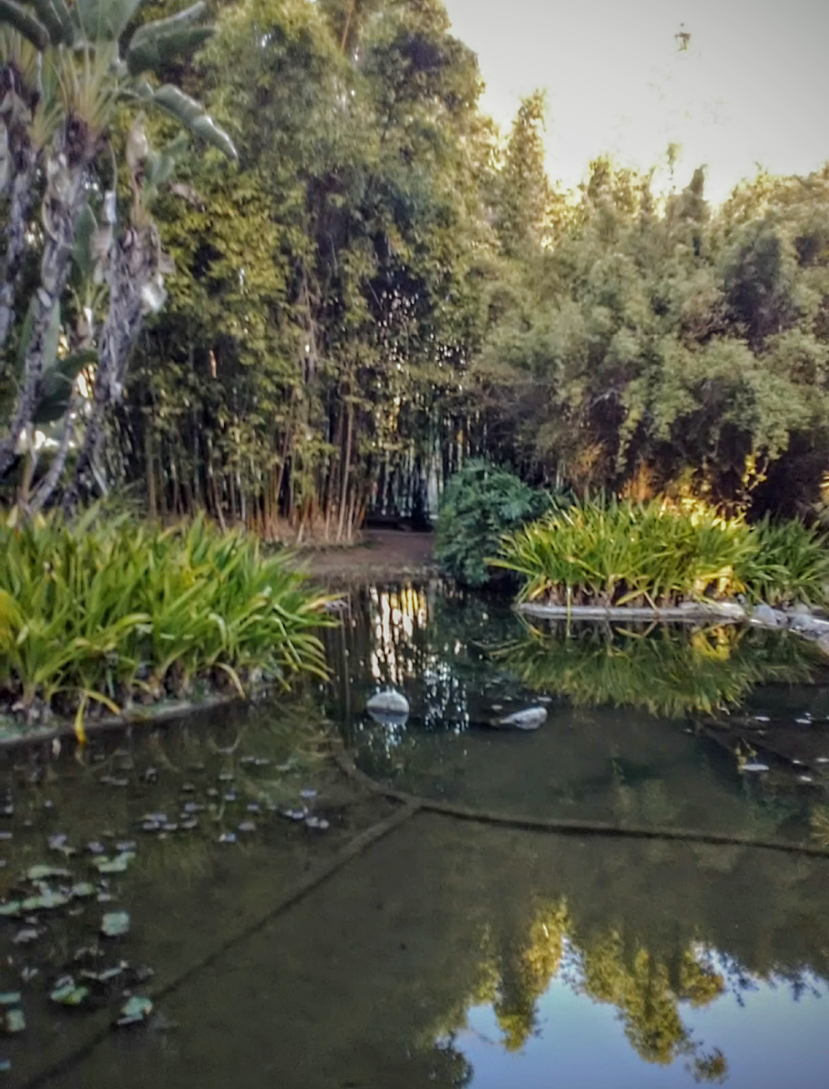 Taken April 7, 2018, this photo was of the pools of water located in the lily ponds (Zone in the Huntington Gardens). This section features water-based plants and certain species of coy fish. 
