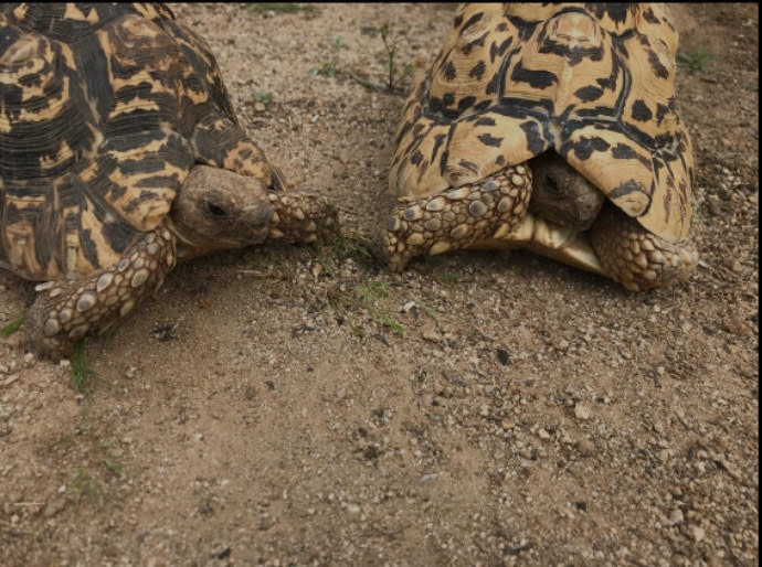 These are her leopord tortoises.The one the left is Master Oogway and hes around 6. And lastly the one of the right is Moses he is roughly around 8.