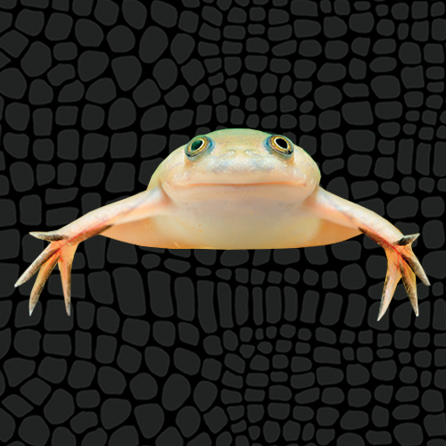 POV: the African clawed frog gazes endlessly into your eyes