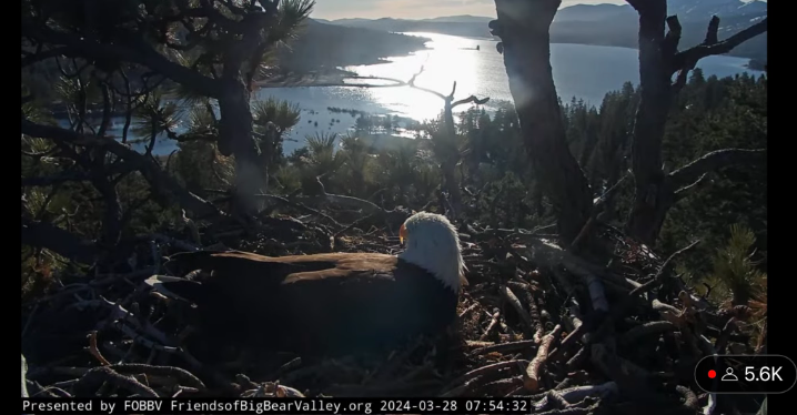 Shadow watches over the lake at dawn, resting on top of the eggs.
FOBBV Eagle Cam