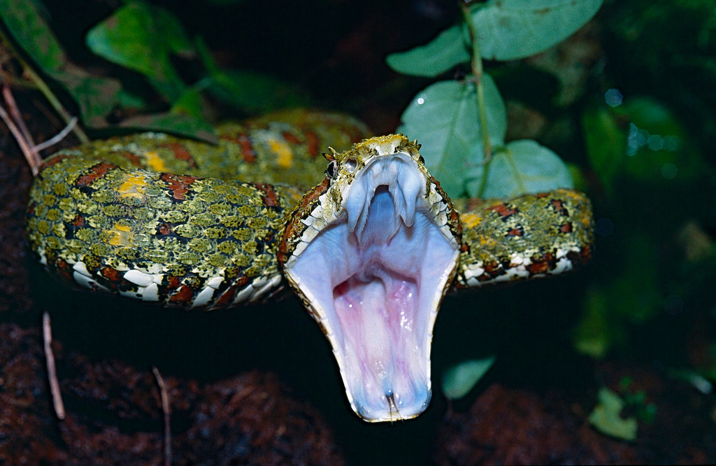 This Eyelash-pitviper (B. Schlegelii) displays its fangs in a defensive stance. These vipers are venomous, and flaunt their bright colors as a signal for other animals to stay away!