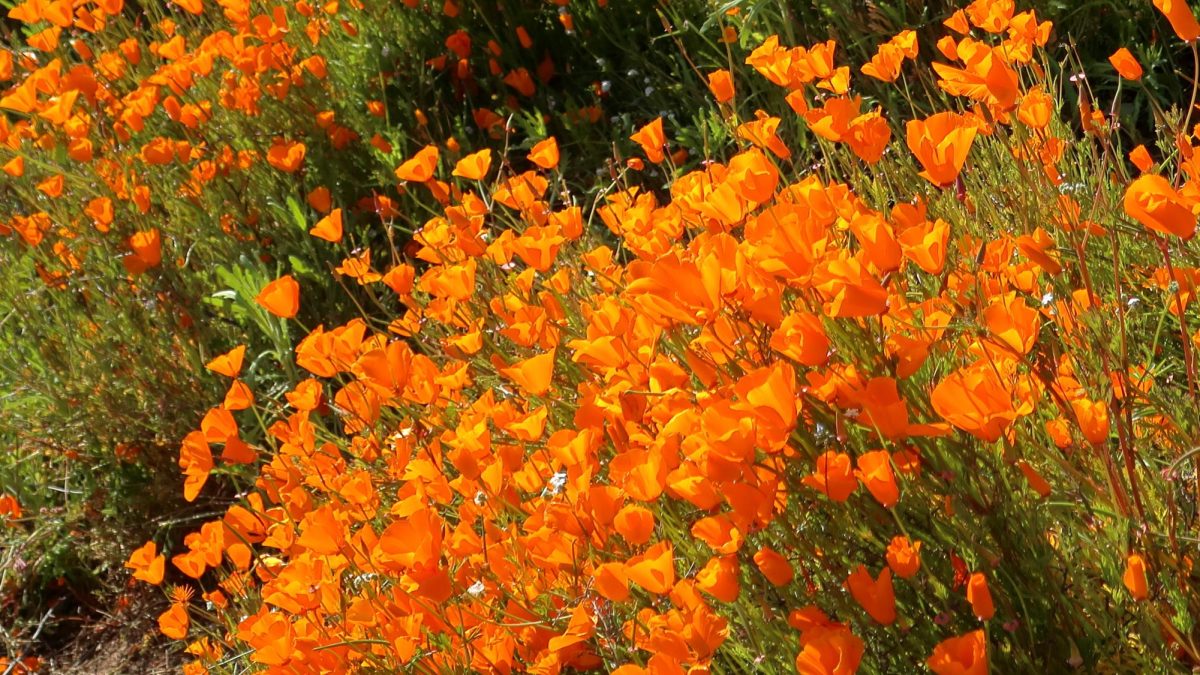 With all the rain in California, the hills become very green and lively. In places in California, like Lake Elsinore, there is a lot of golden poppy flowers in the hills and on the side of the road. This pretty flower is also Californias state flower.
