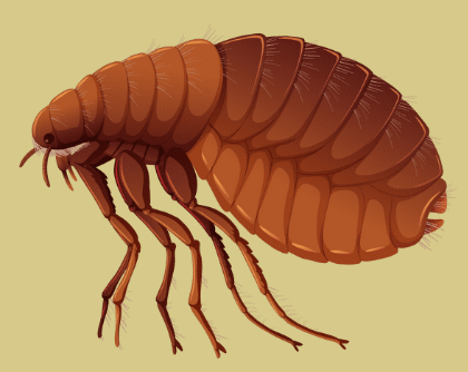 A close-up drawing of an adult flea. Careful checking your pet for these- they jump high! These small pests will appear black against your pets skin.