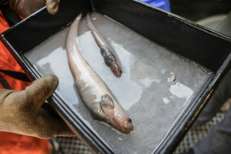 Two eelpouts being held in a tray. These specimens, newly discovered, are a completely new species of eelpout.