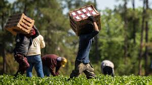 Showing migrant workers in the hot sun caring pallets of different picked plants, all while working for little pay.