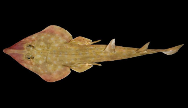 News: 866 New Species Along With "Guitar Shark"